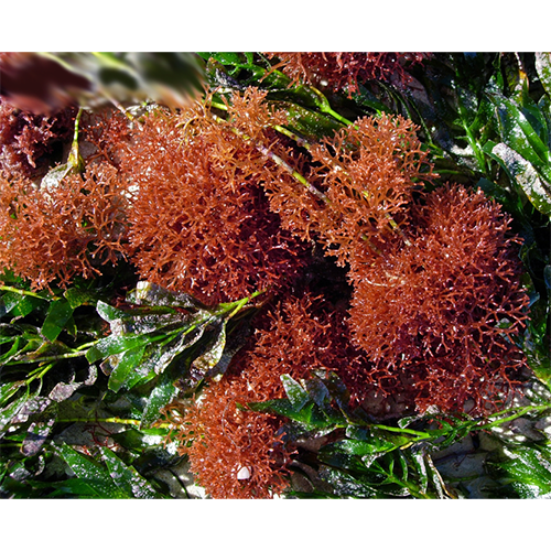 Семейство Dicranemataceae фото
