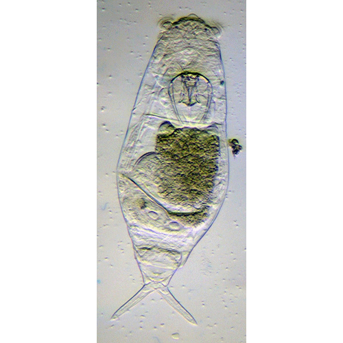 Семейство Dicranophoridae  фото