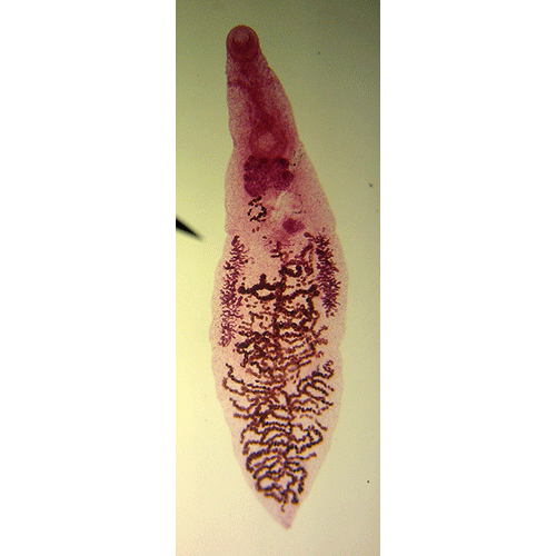 Семейство Dicrocoeliidae фото
