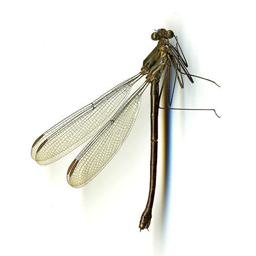 Семейство Dicteriadidae фото