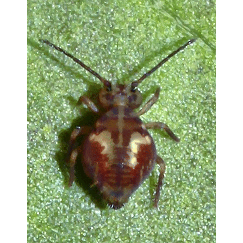 Семейство Dicyrtomoidea фото