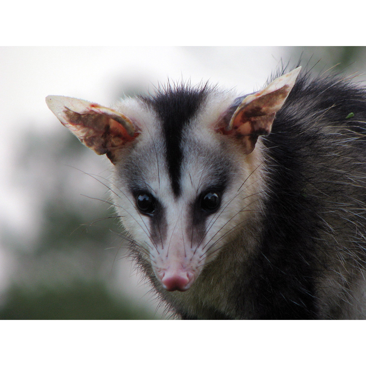 Белобрюхий опоссум (Didelphis albiventris) Фото №10