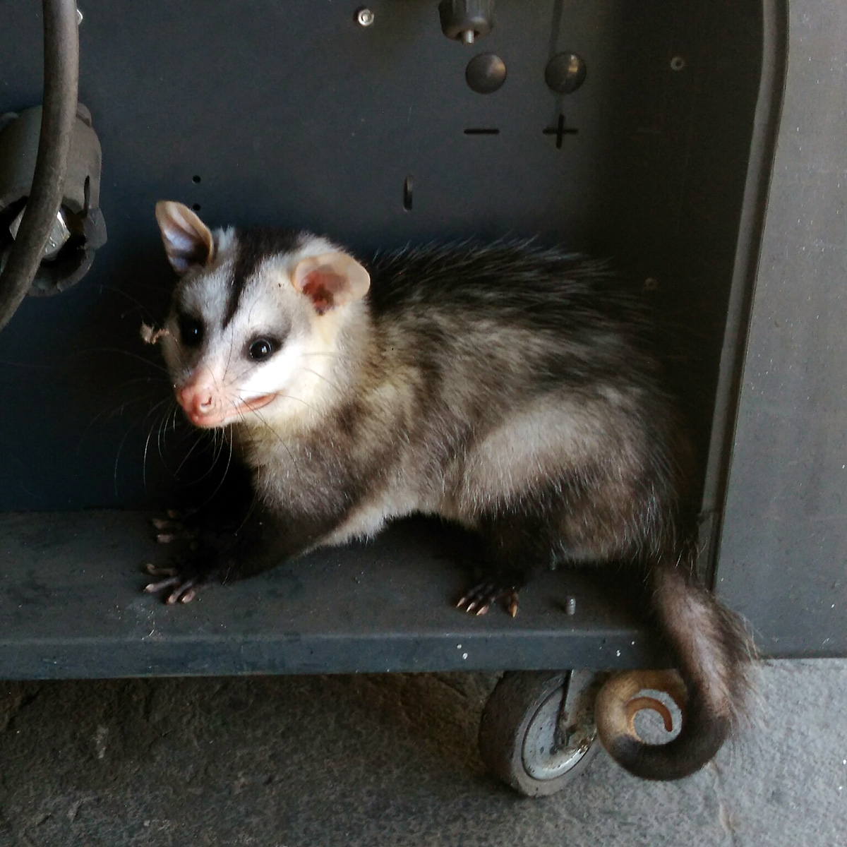 Белобрюхий опоссум (Didelphis albiventris) Фото №2