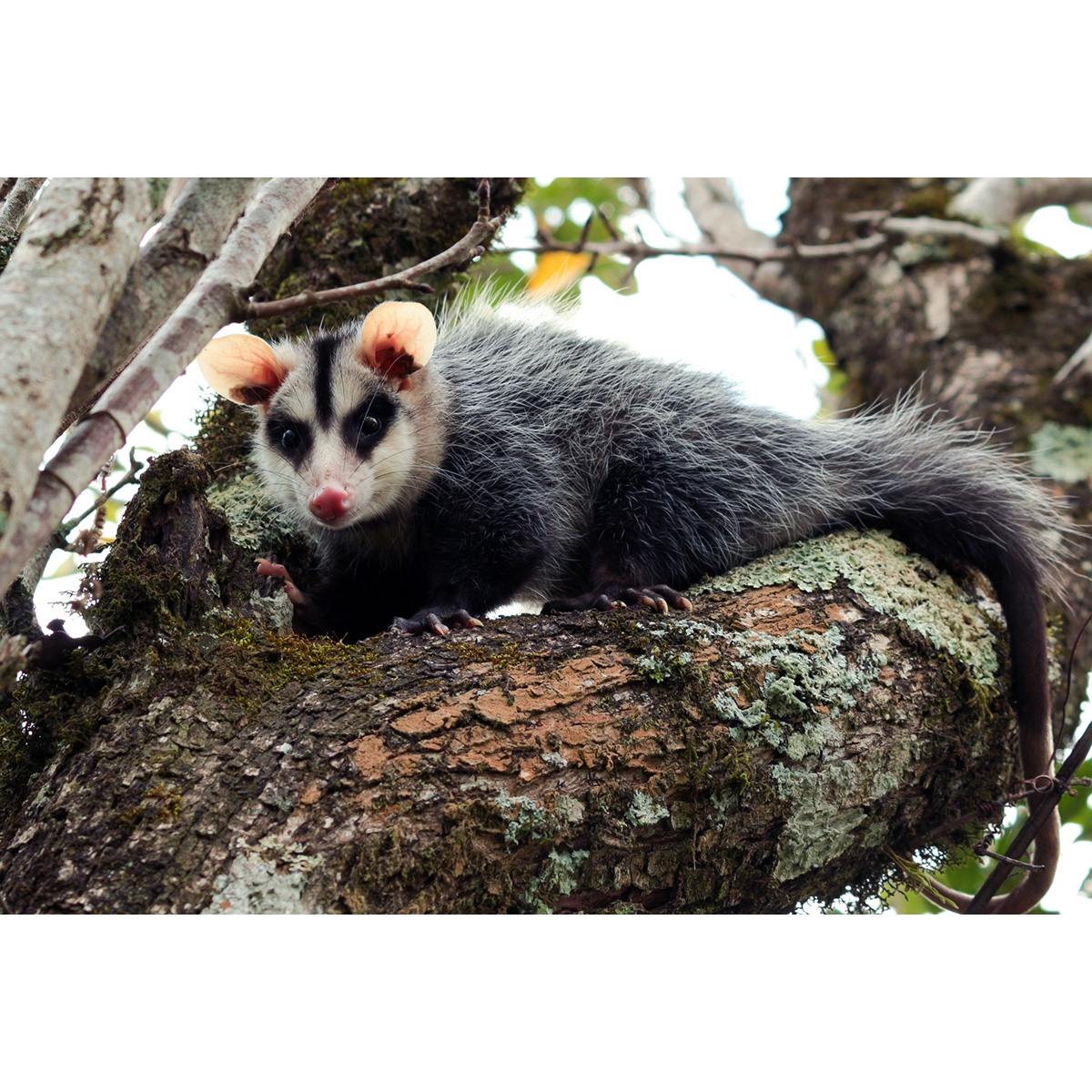 Белобрюхий опоссум (Didelphis albiventris) Фото №3