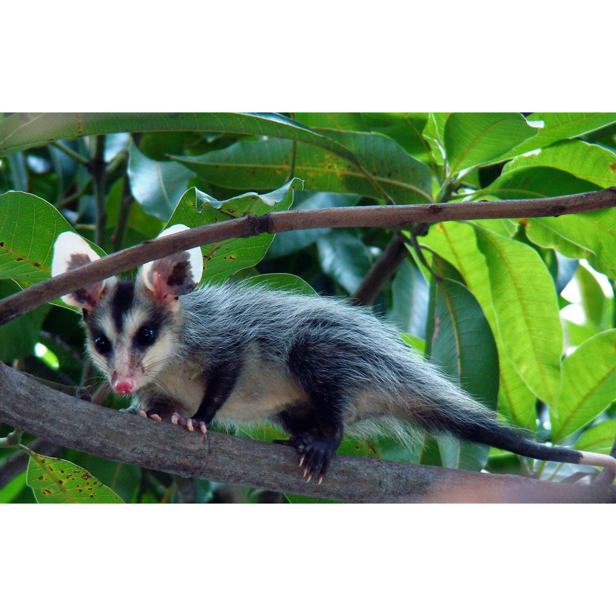 Белобрюхий опоссум (Didelphis albiventris) Фото №4