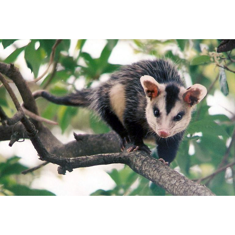 Белобрюхий опоссум (Didelphis albiventris) Фото №5