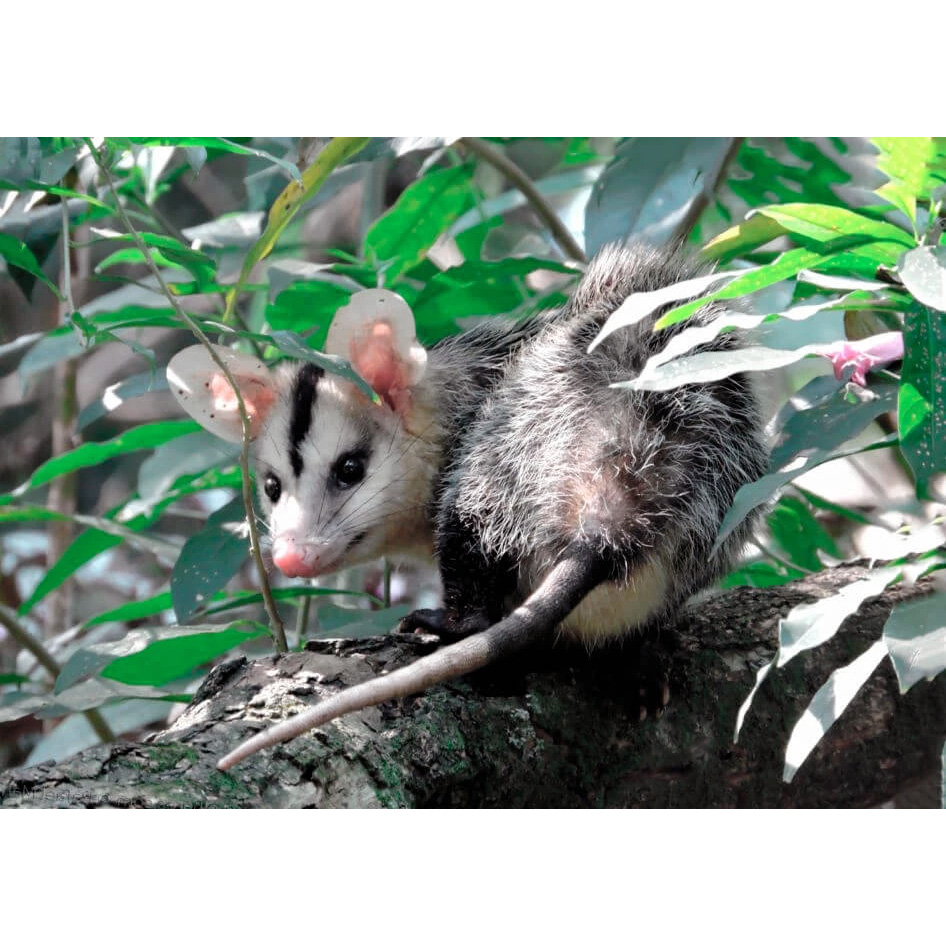 Белобрюхий опоссум (Didelphis albiventris) Фото №6