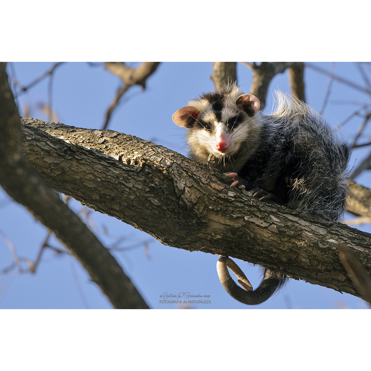 Белобрюхий опоссум (Didelphis albiventris) Фото №7