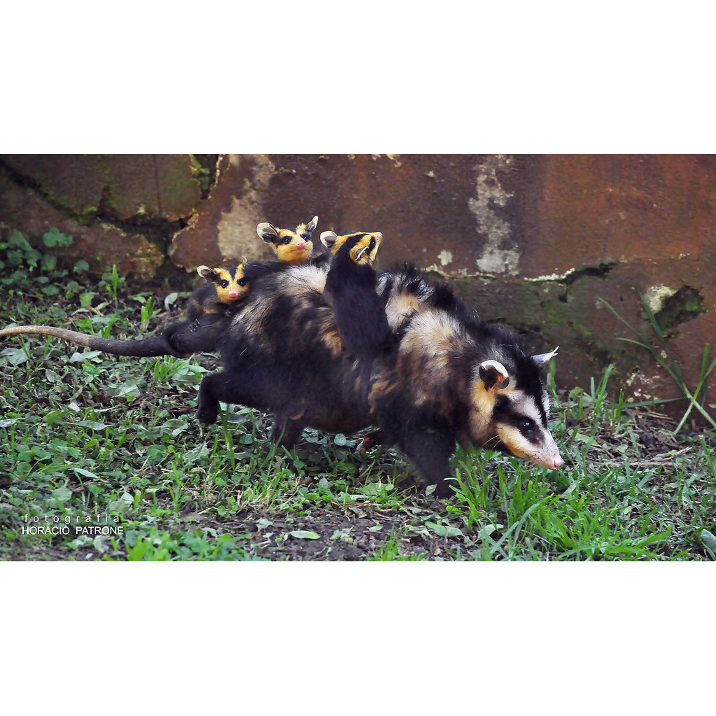 Белобрюхий опоссум (Didelphis albiventris) Фото №8