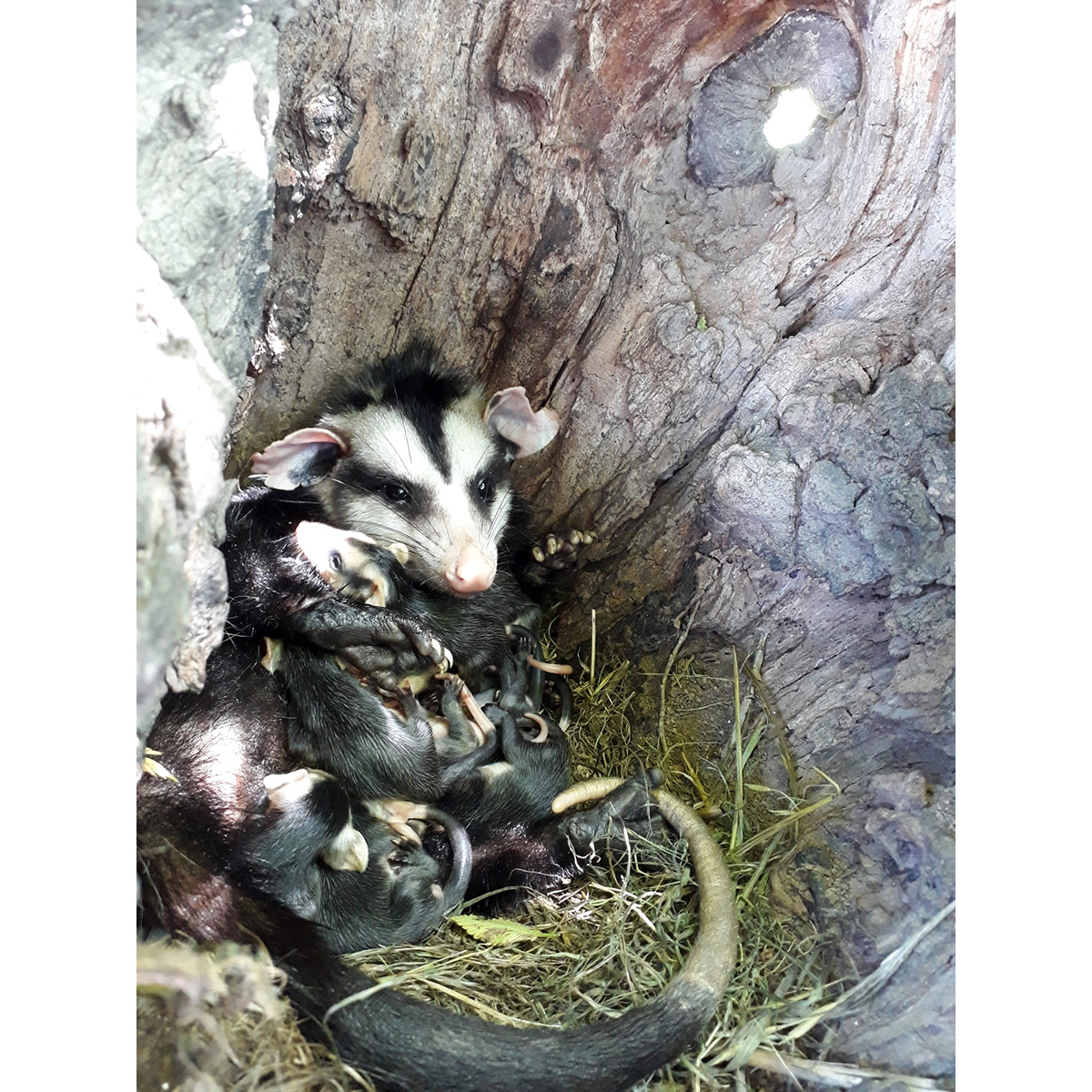 Белобрюхий опоссум (Didelphis albiventris) Фото №9