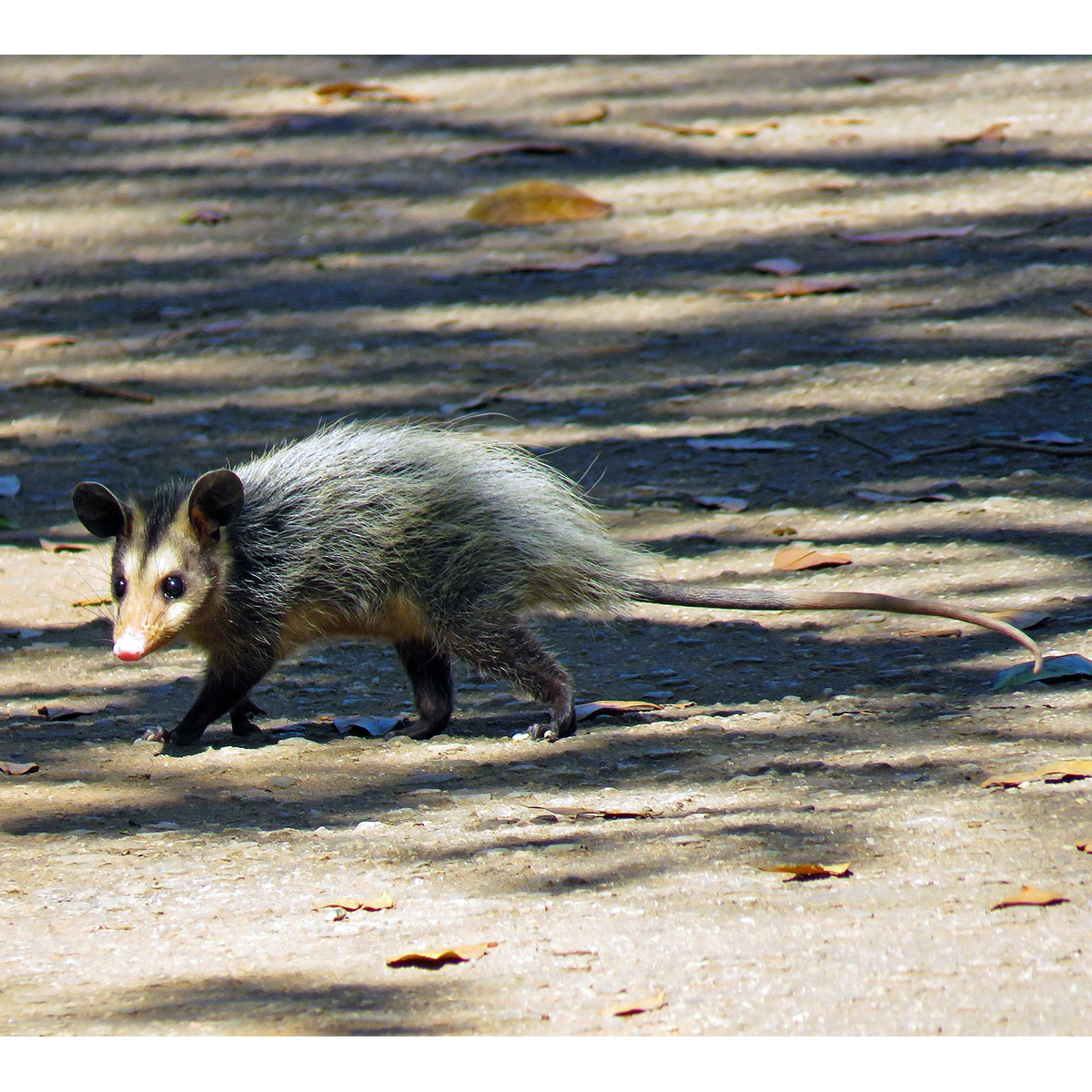 Большеухий опоссум (Didelphis aurita) Фото №2
