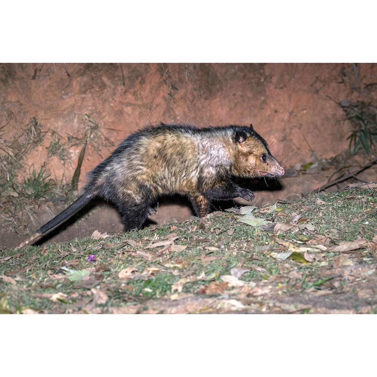 Большеухий опоссум (Didelphis aurita) Фото №3