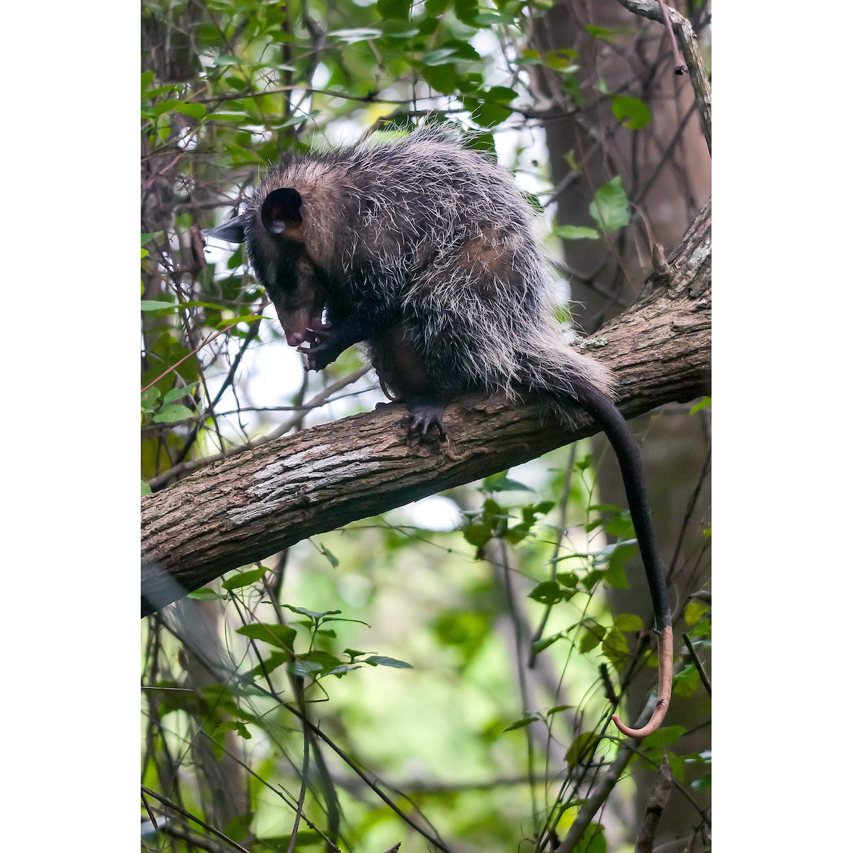 Большеухий опоссум (Didelphis aurita) Фото №4