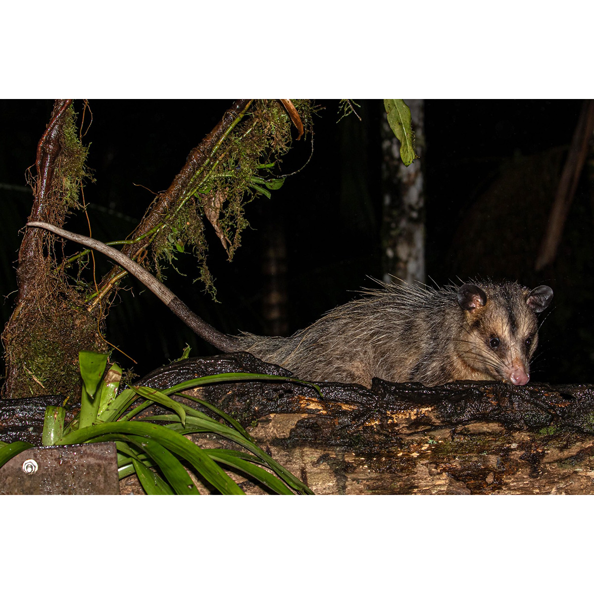 Большеухий опоссум (Didelphis aurita) Фото №5