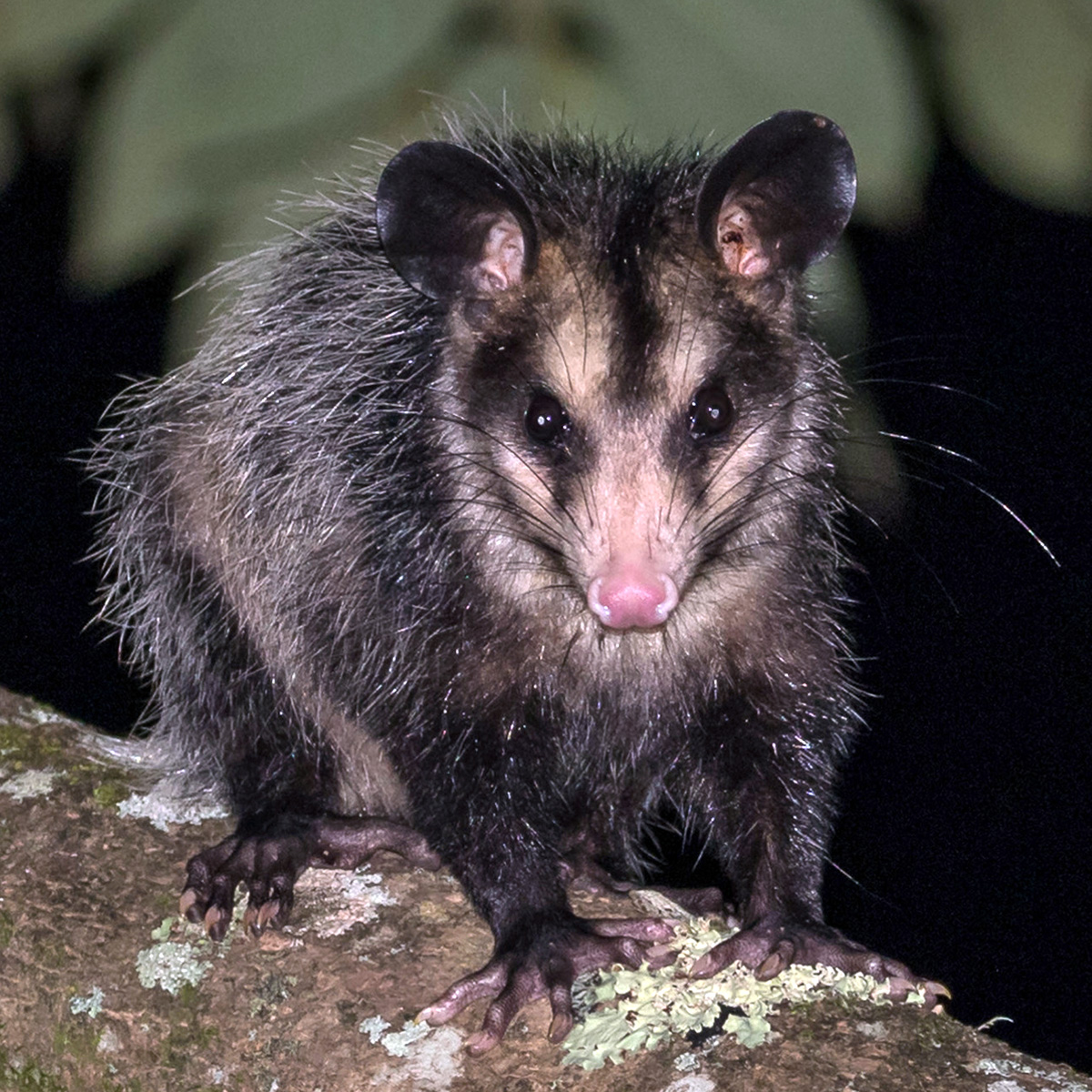 Большеухий опоссум (Didelphis aurita) Фото №6