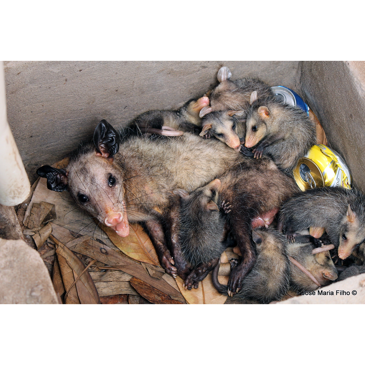 Большеухий опоссум (Didelphis aurita) Фото №8