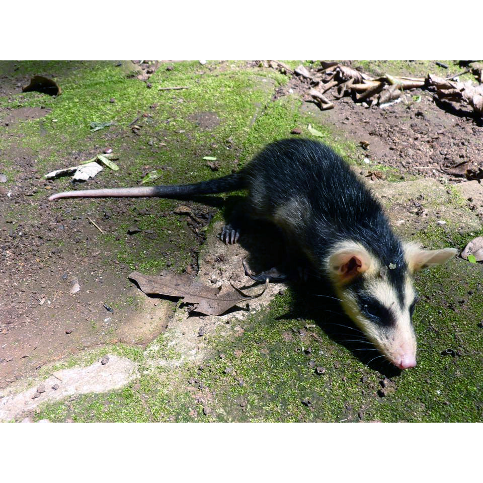 Белоухий гайанский опоссум (Didelphis imperfecta) Фото №2