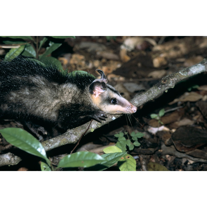 Белоухий гайанский опоссум (Didelphis imperfecta) Фото №3