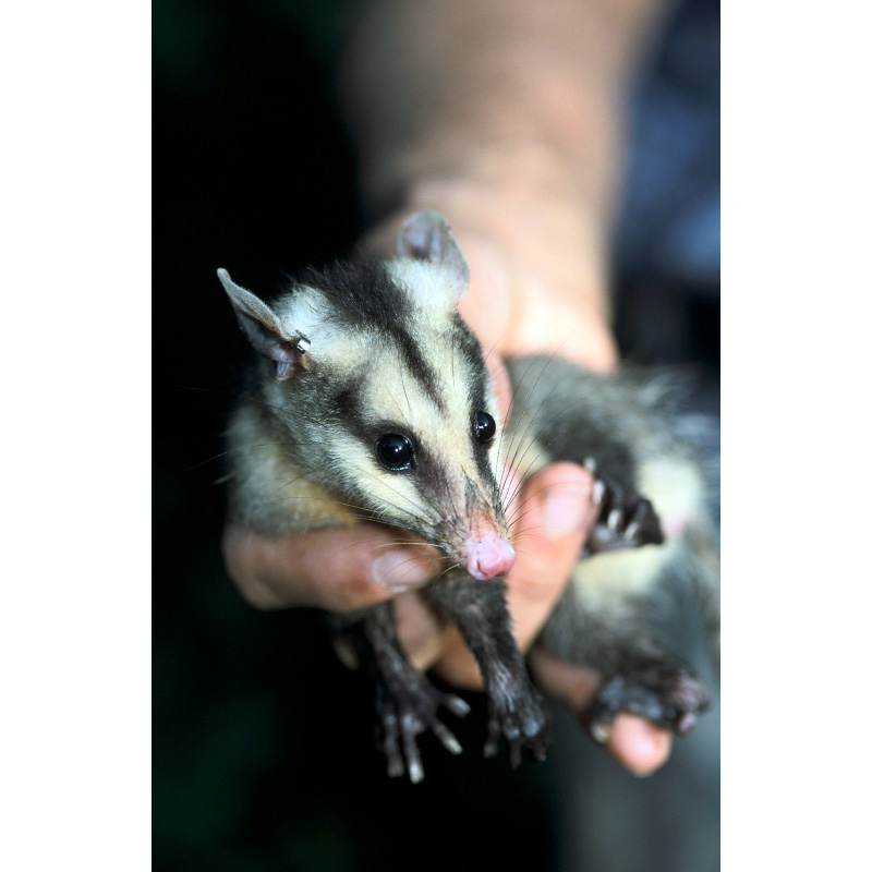 Белоухий гайанский опоссум (Didelphis imperfecta) Фото №5