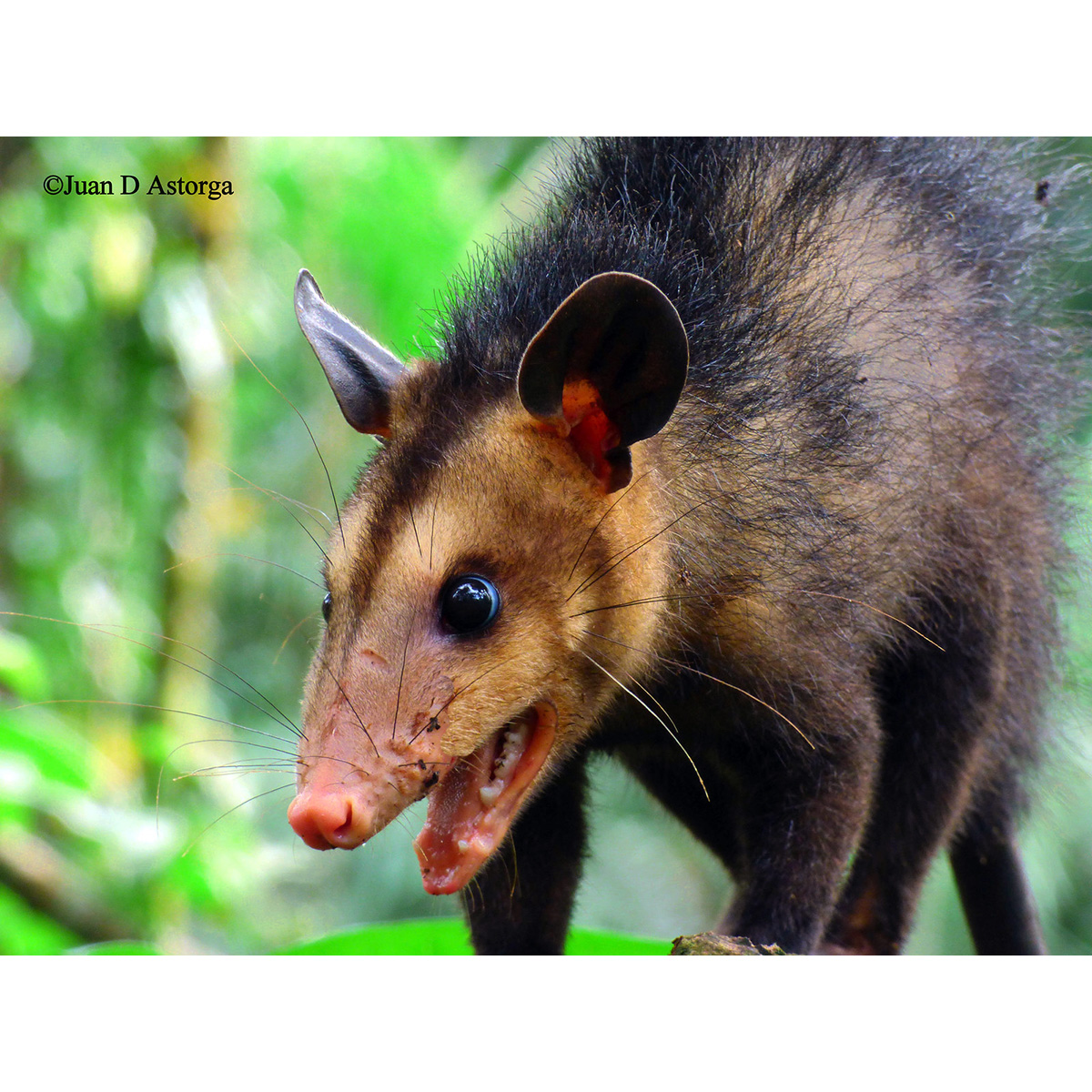 Южный опоссум (Didelphis marsupialis) Фото №10