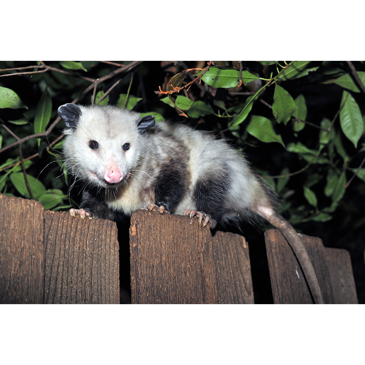 Южный опоссум (Didelphis marsupialis) Фото №2