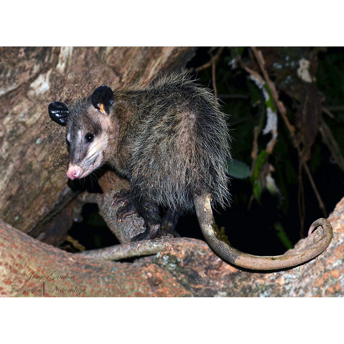 Южный опоссум (Didelphis marsupialis) Фото №3