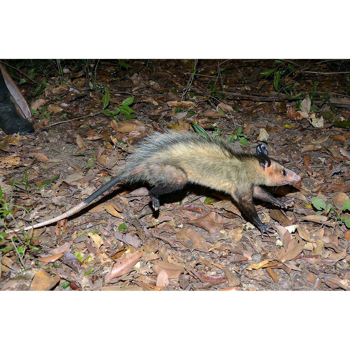Южный опоссум (Didelphis marsupialis) Фото №4