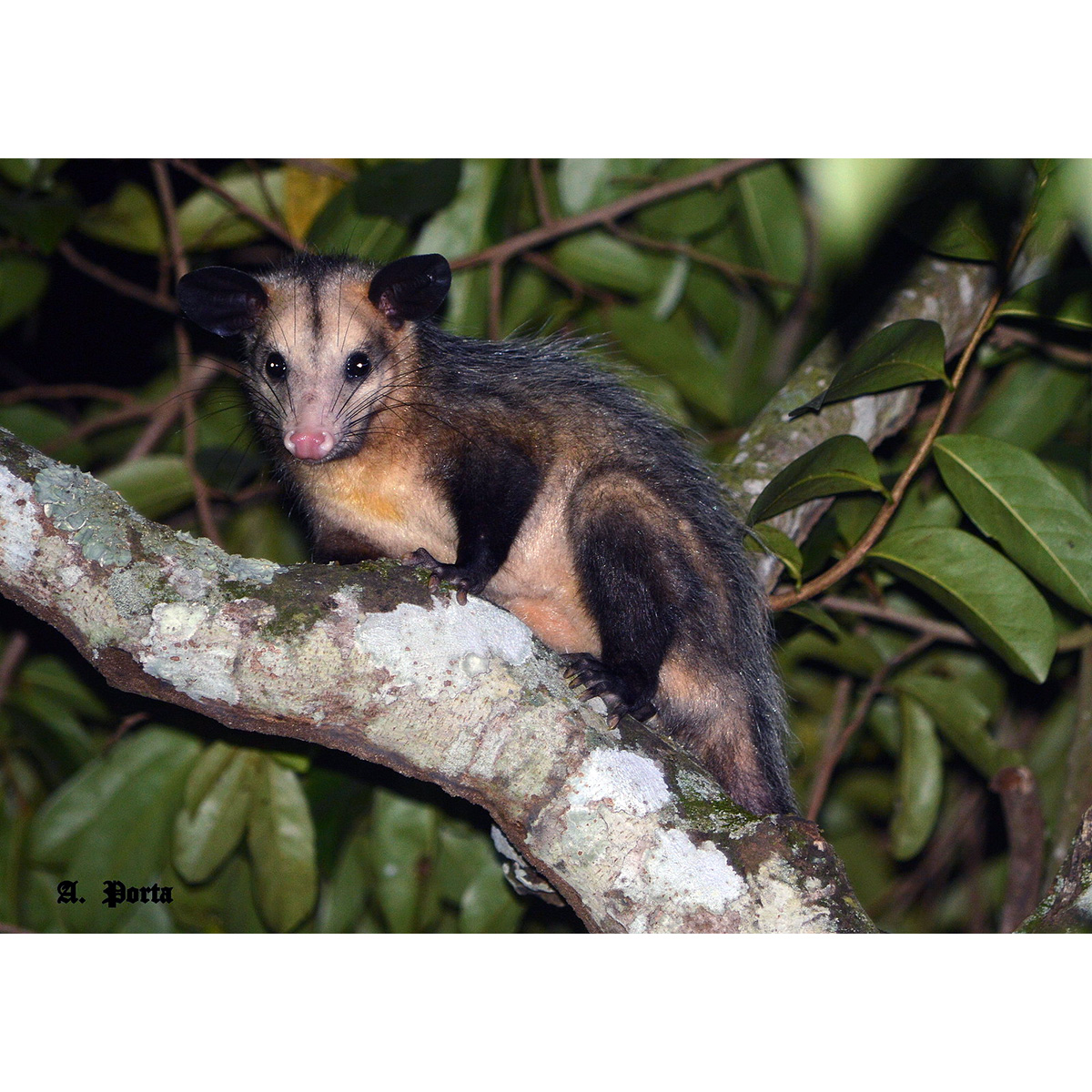 Южный опоссум (Didelphis marsupialis) Фото №5