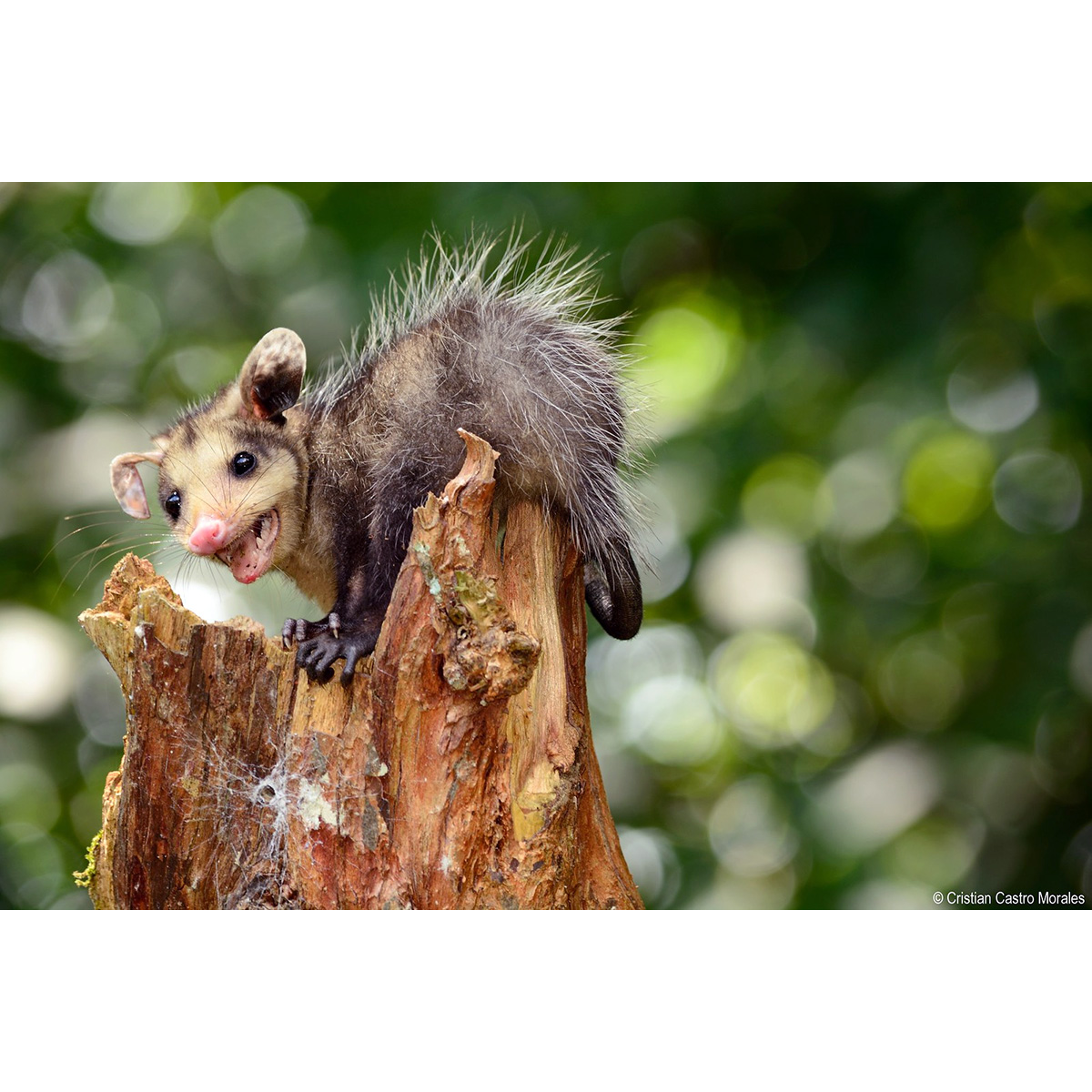 Южный опоссум (Didelphis marsupialis) Фото №6