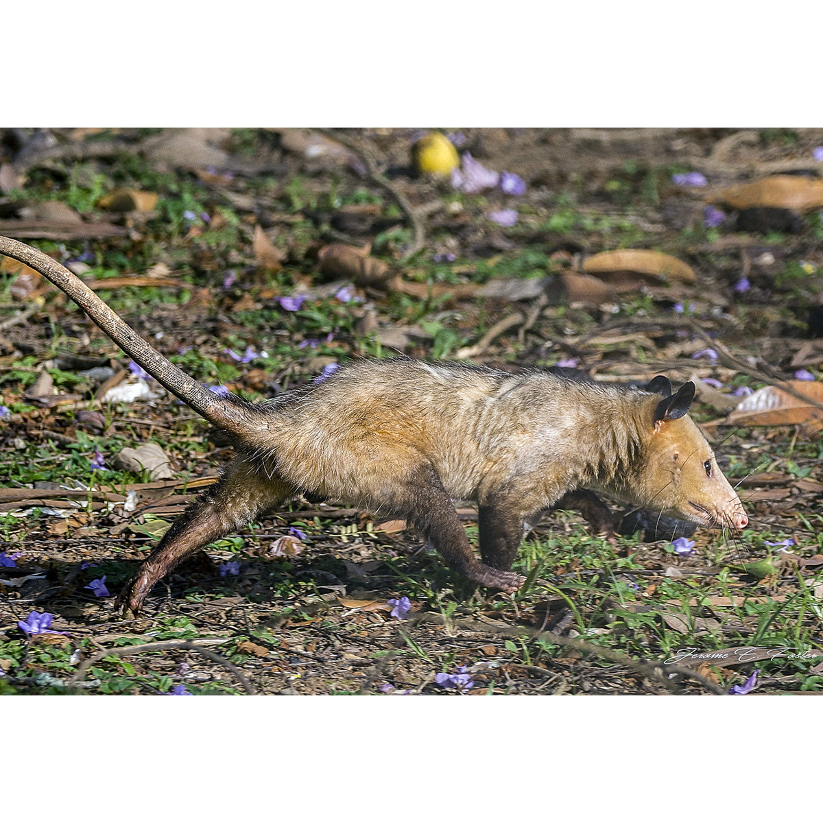 Южный опоссум (Didelphis marsupialis) Фото №7