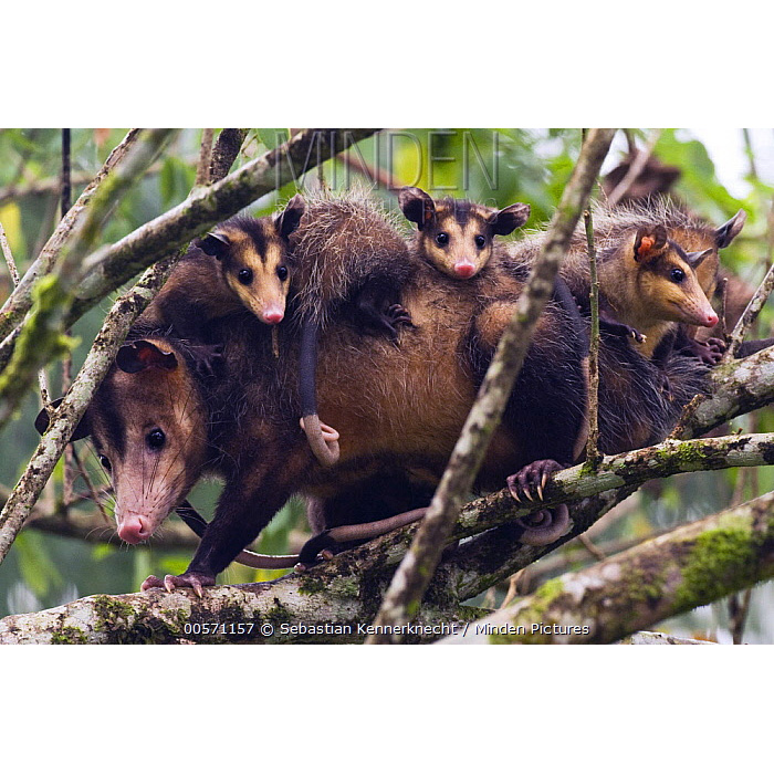 Южный опоссум (Didelphis marsupialis) Фото №8