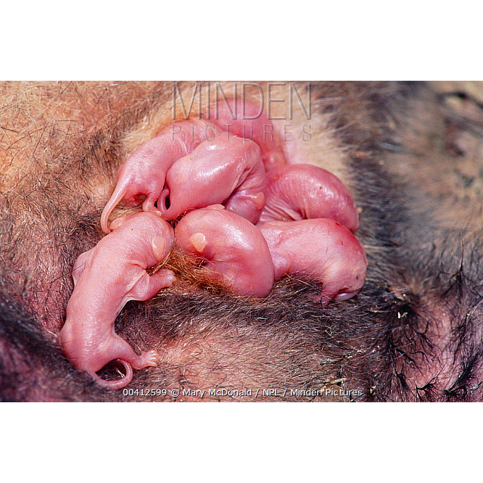 Южный опоссум (Didelphis marsupialis) Фото №9