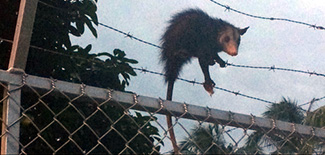 Didelphis marsupialis caucae