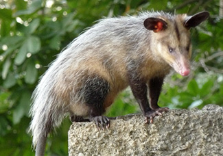 Didelphis marsupialis marsupialis