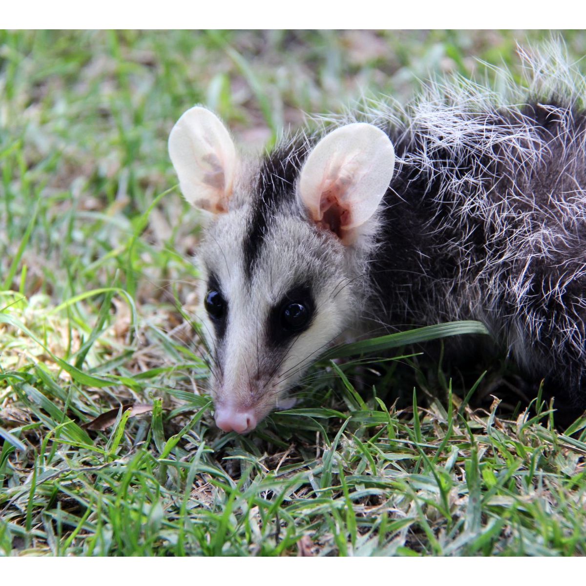 Андский белоухий опоссум (Didelphis pernigra) Фото №10