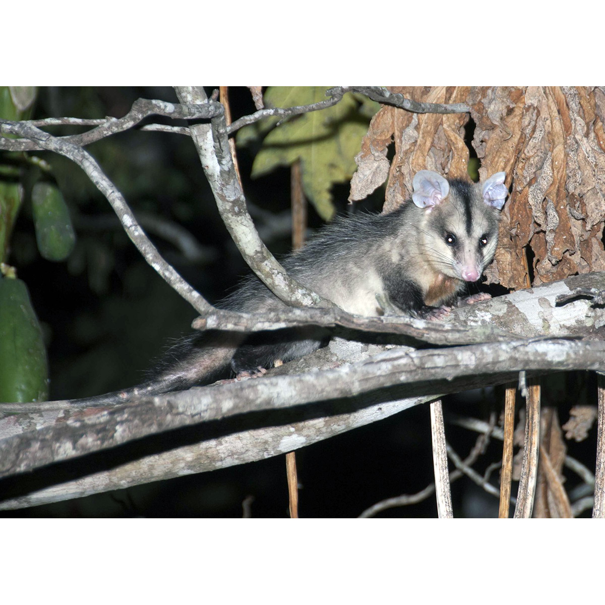 Андский белоухий опоссум (Didelphis pernigra) Фото №2