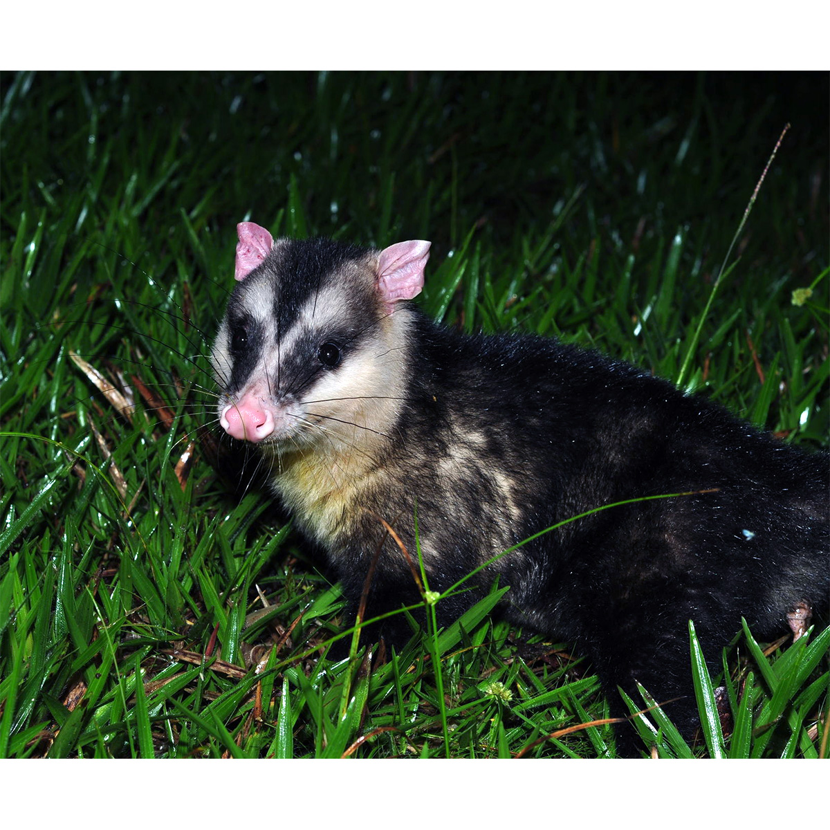 Андский белоухий опоссум (Didelphis pernigra) Фото №3