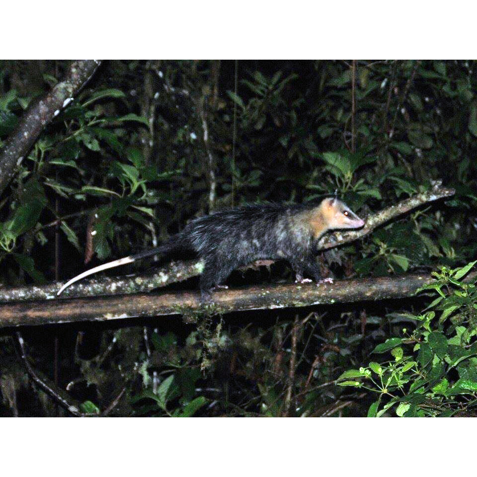 Андский белоухий опоссум (Didelphis pernigra) Фото №4