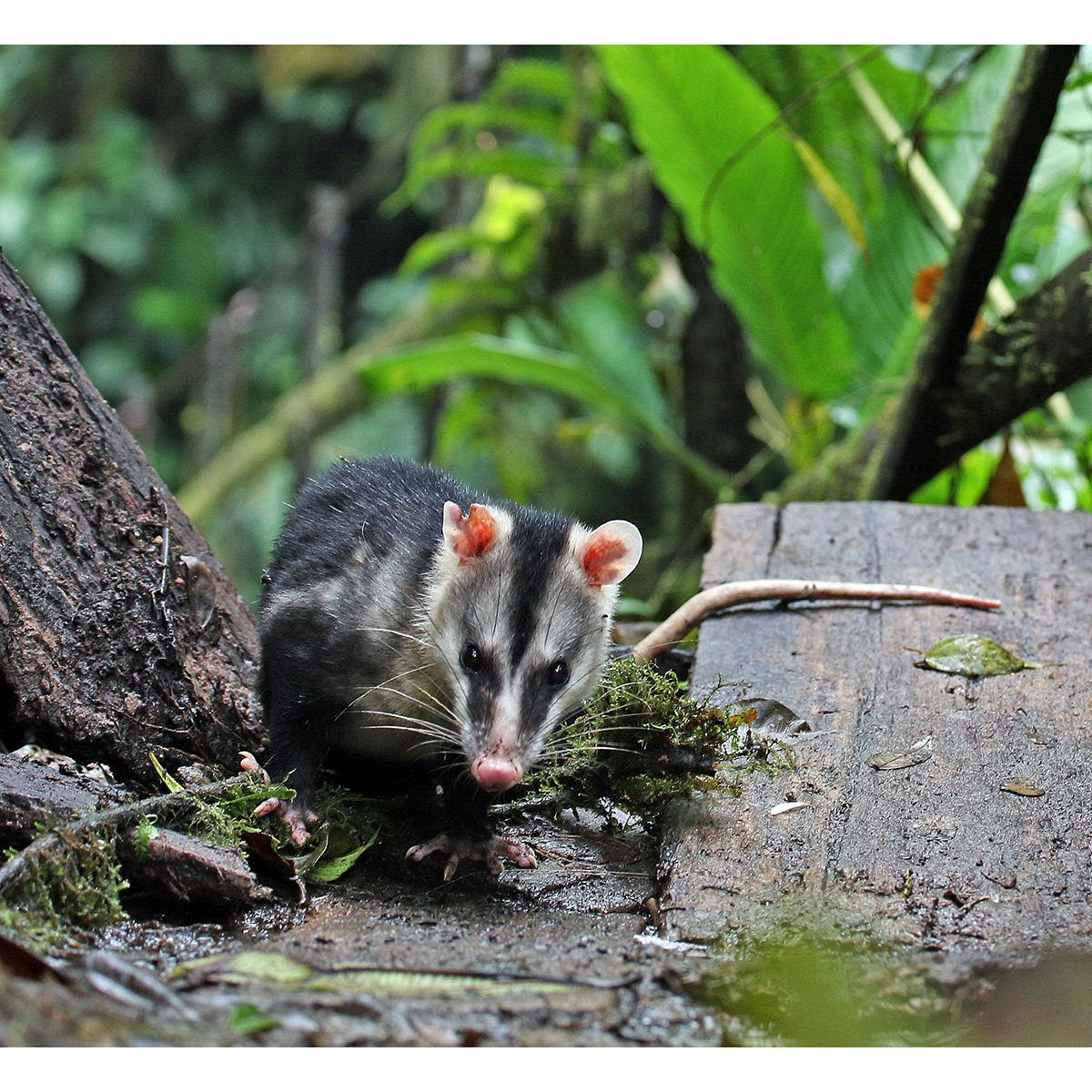 Андский белоухий опоссум (Didelphis pernigra) Фото №5