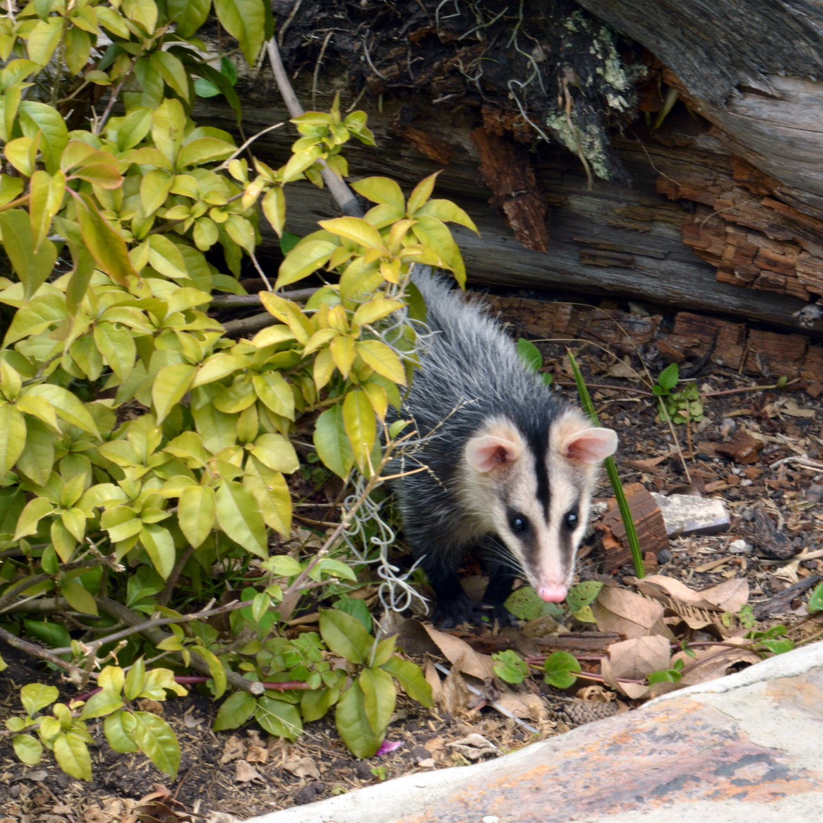 Андский белоухий опоссум (Didelphis pernigra) Фото №6