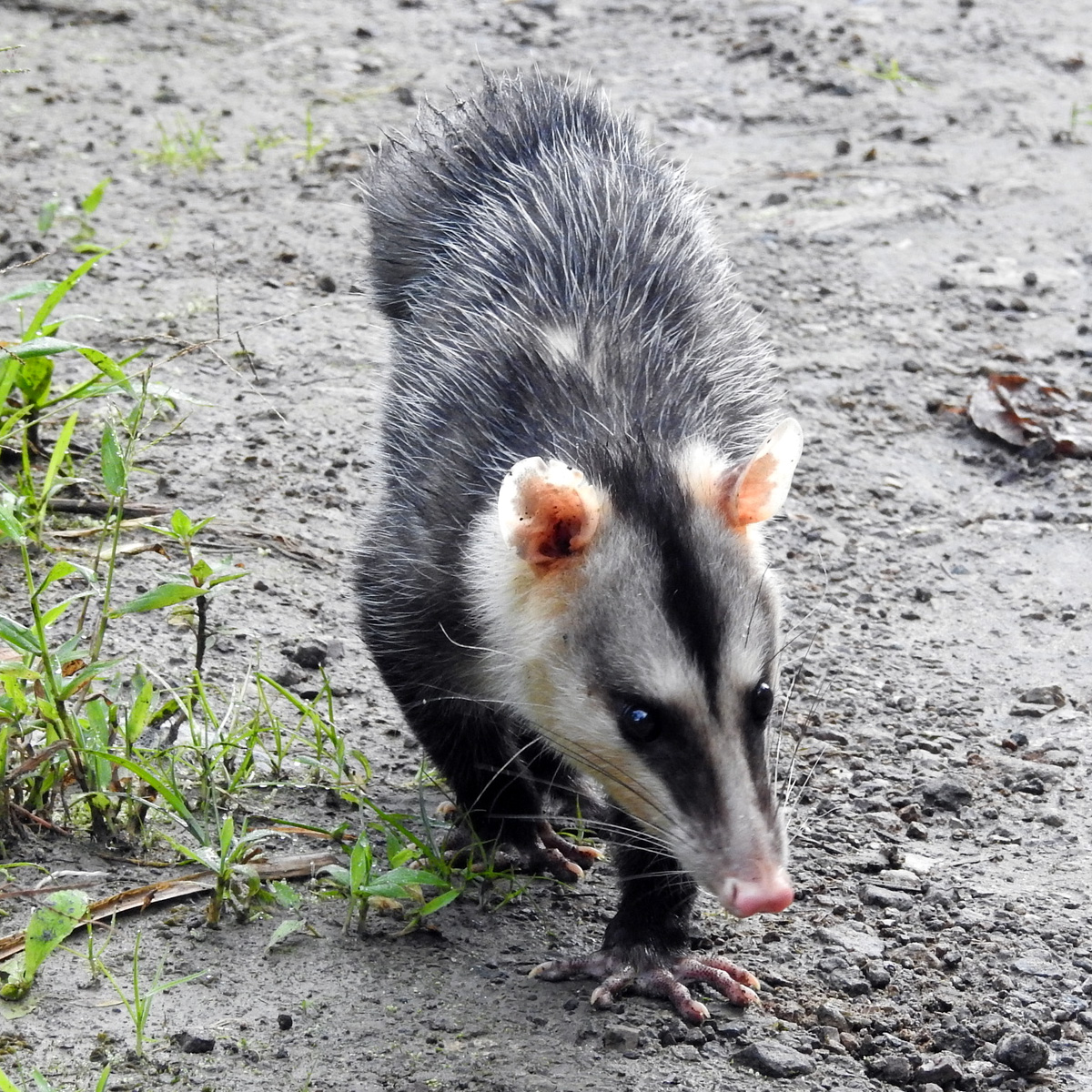 Андский белоухий опоссум (Didelphis pernigra) Фото №7