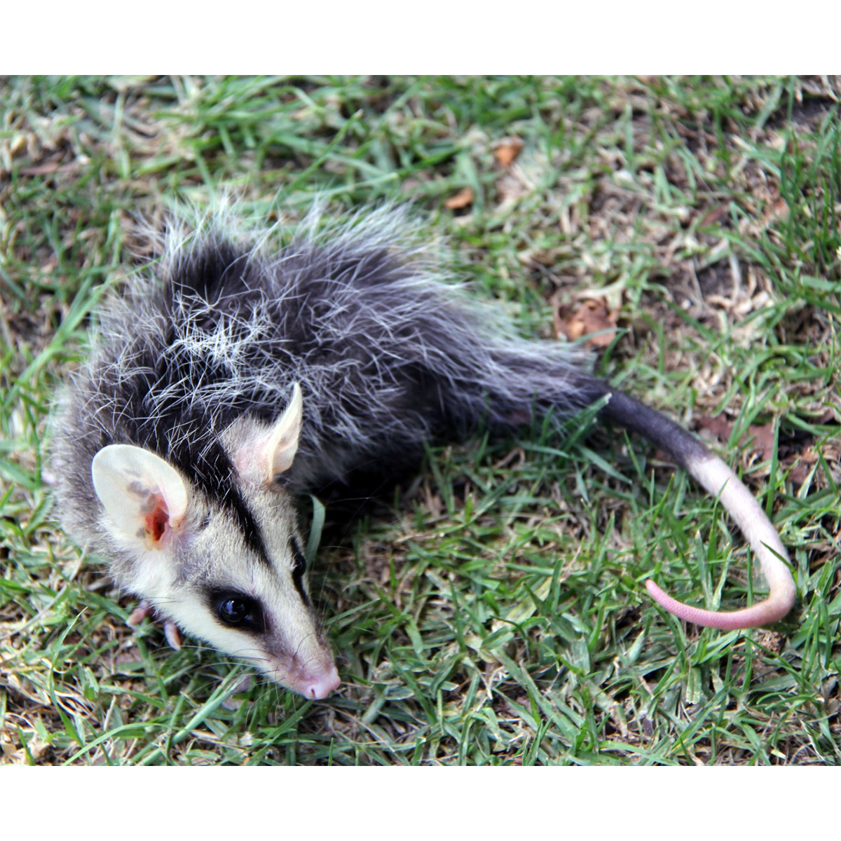 Андский белоухий опоссум (Didelphis pernigra) Фото №8