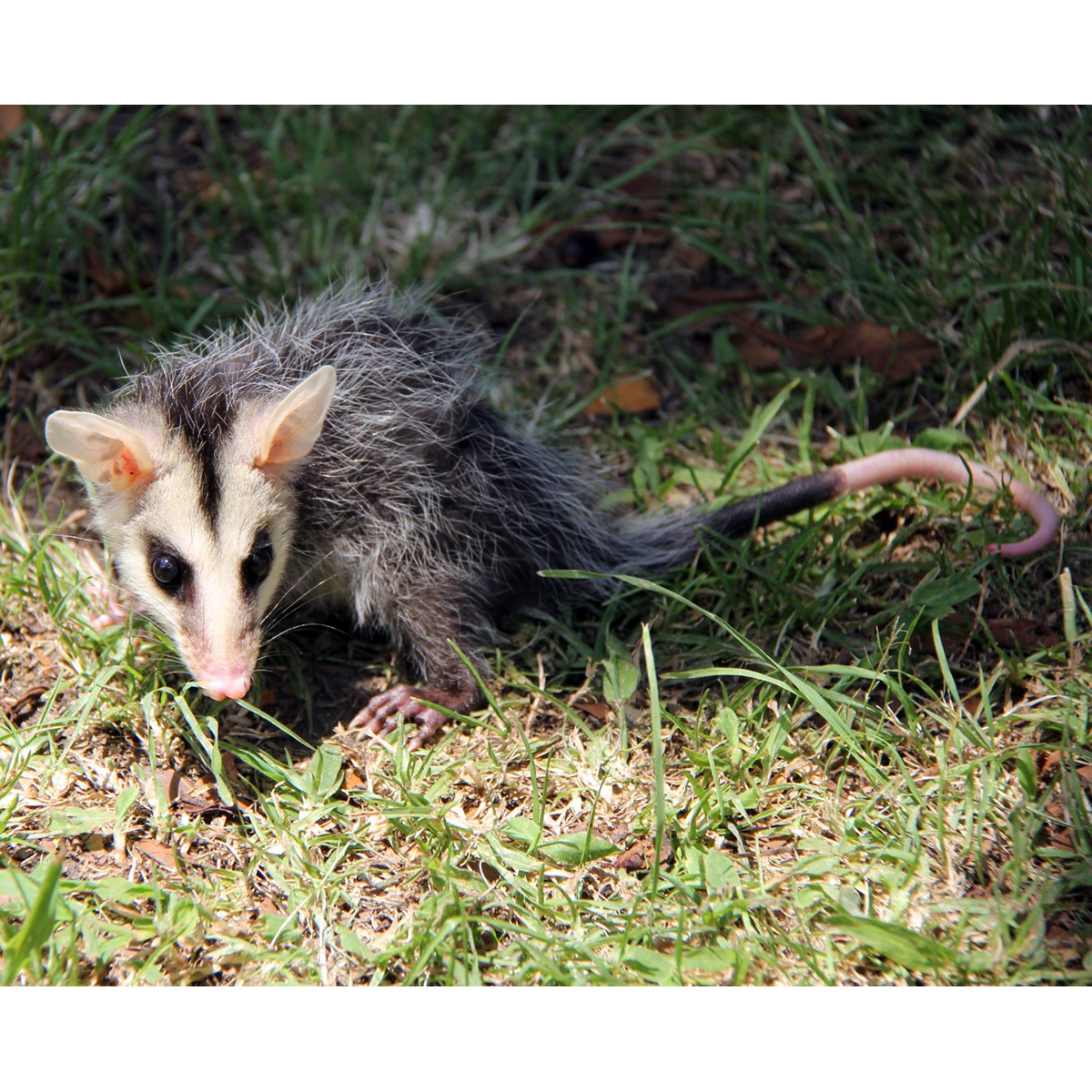 Андский белоухий опоссум (Didelphis pernigra) Фото №9