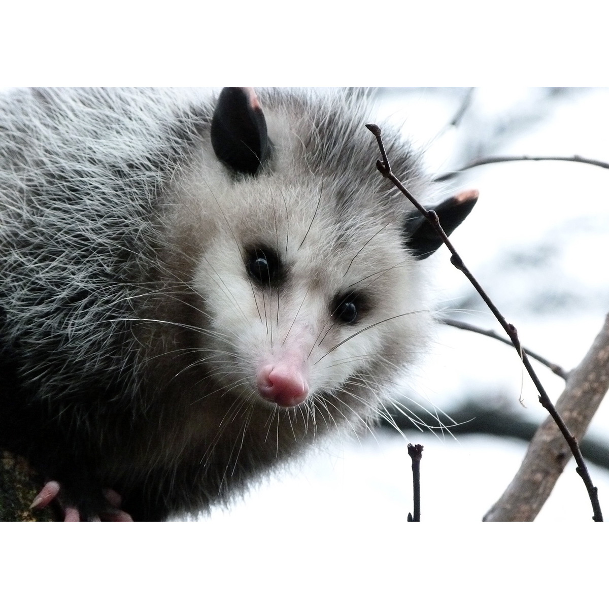 Виргинский опоссум (Didelphis virginiana) Фото №10