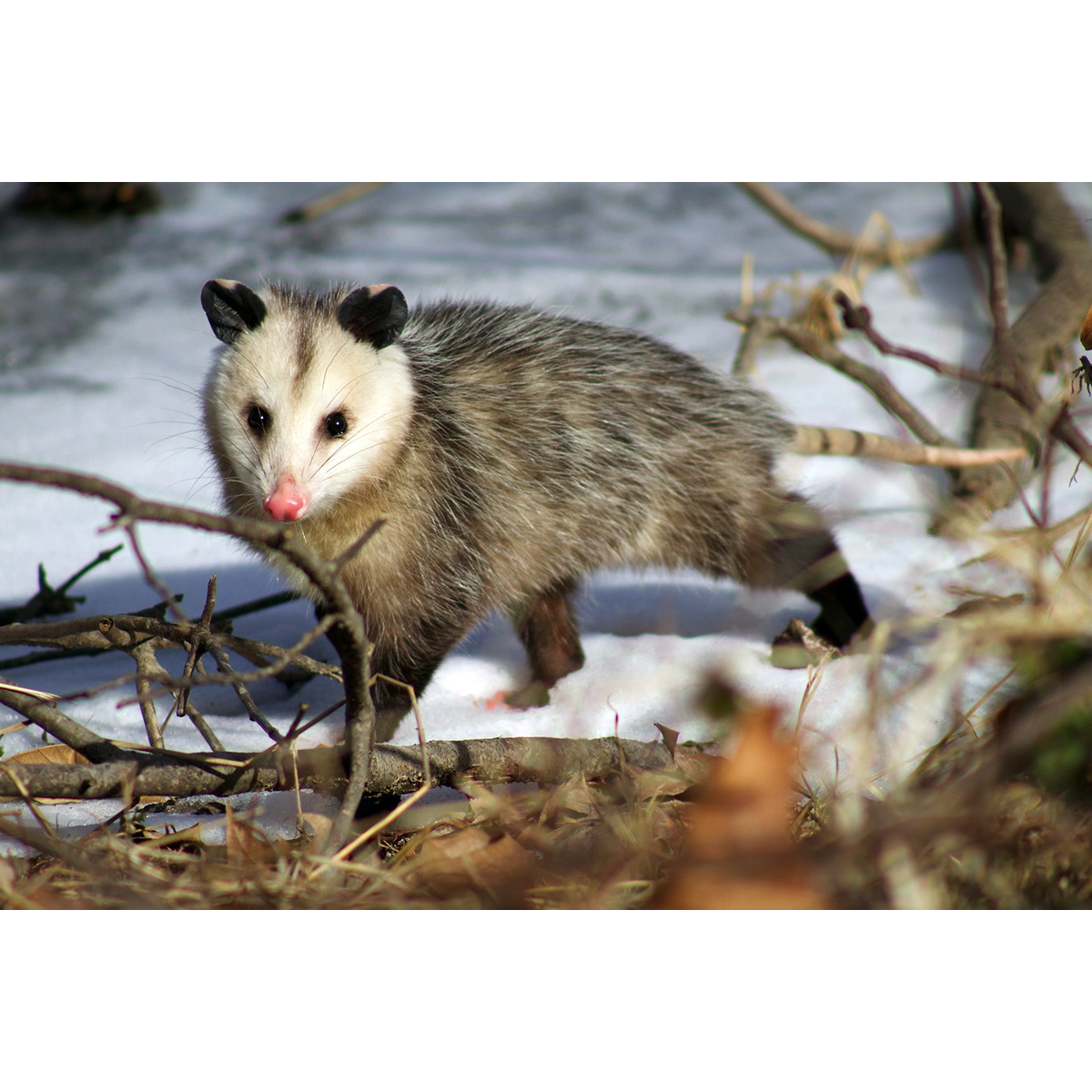 Виргинский опоссум (Didelphis virginiana) Фото №2