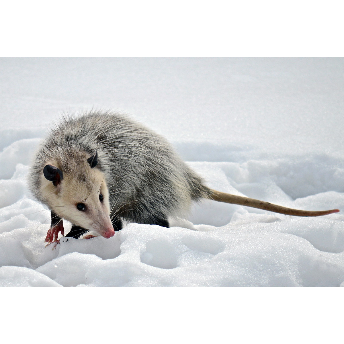 Виргинский опоссум (Didelphis virginiana) Фото №3
