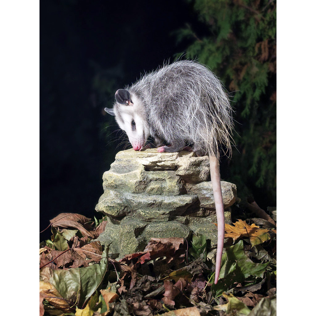 Виргинский опоссум (Didelphis virginiana) Фото №4
