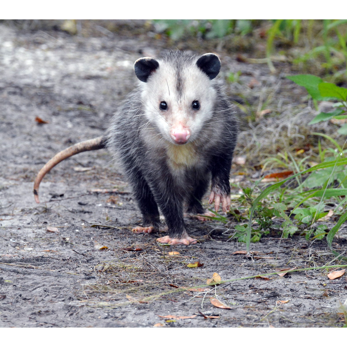 Виргинский опоссум (Didelphis virginiana) Фото №5