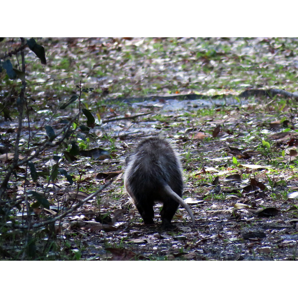 Виргинский опоссум (Didelphis virginiana) Фото №6