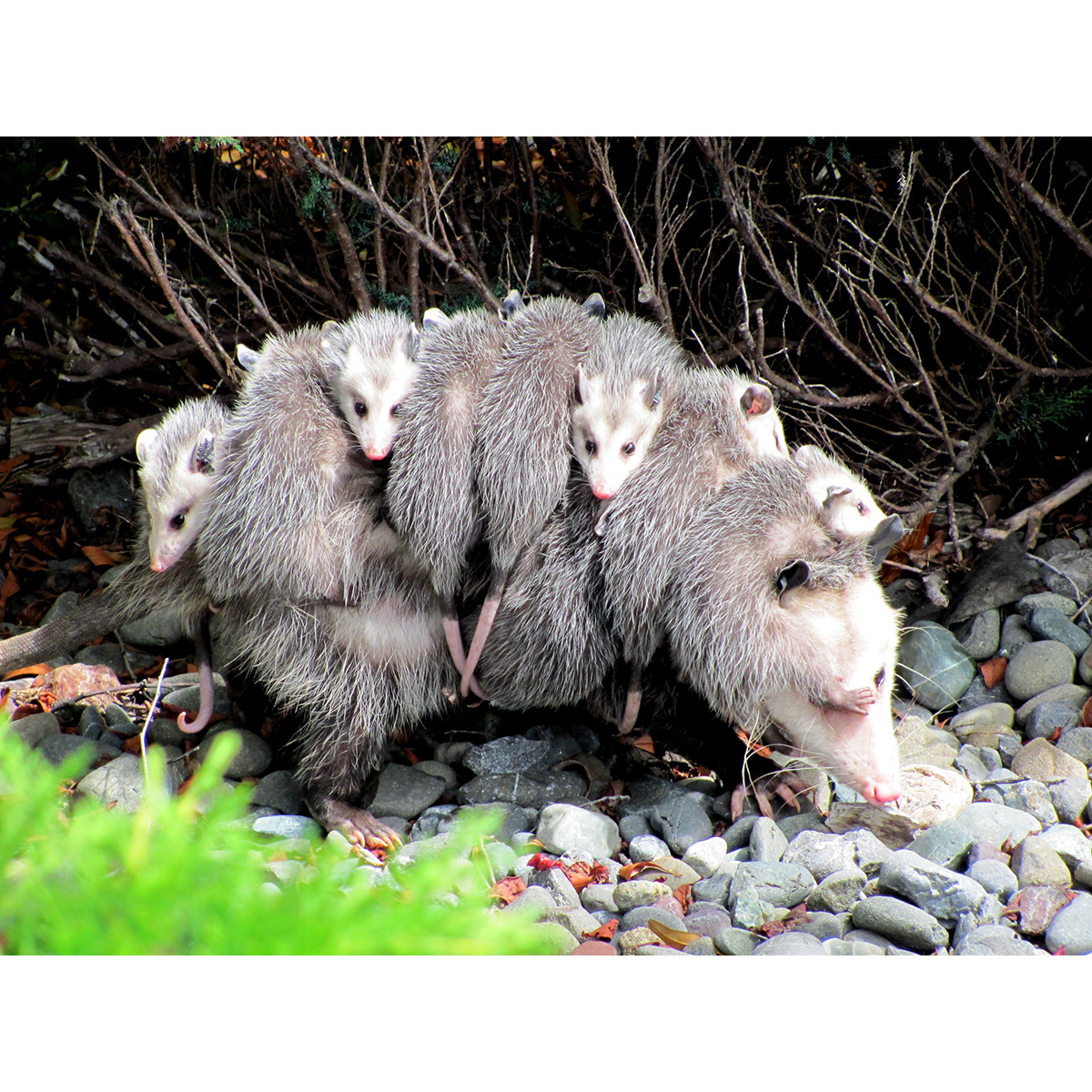 Виргинский опоссум (Didelphis virginiana) Фото №7